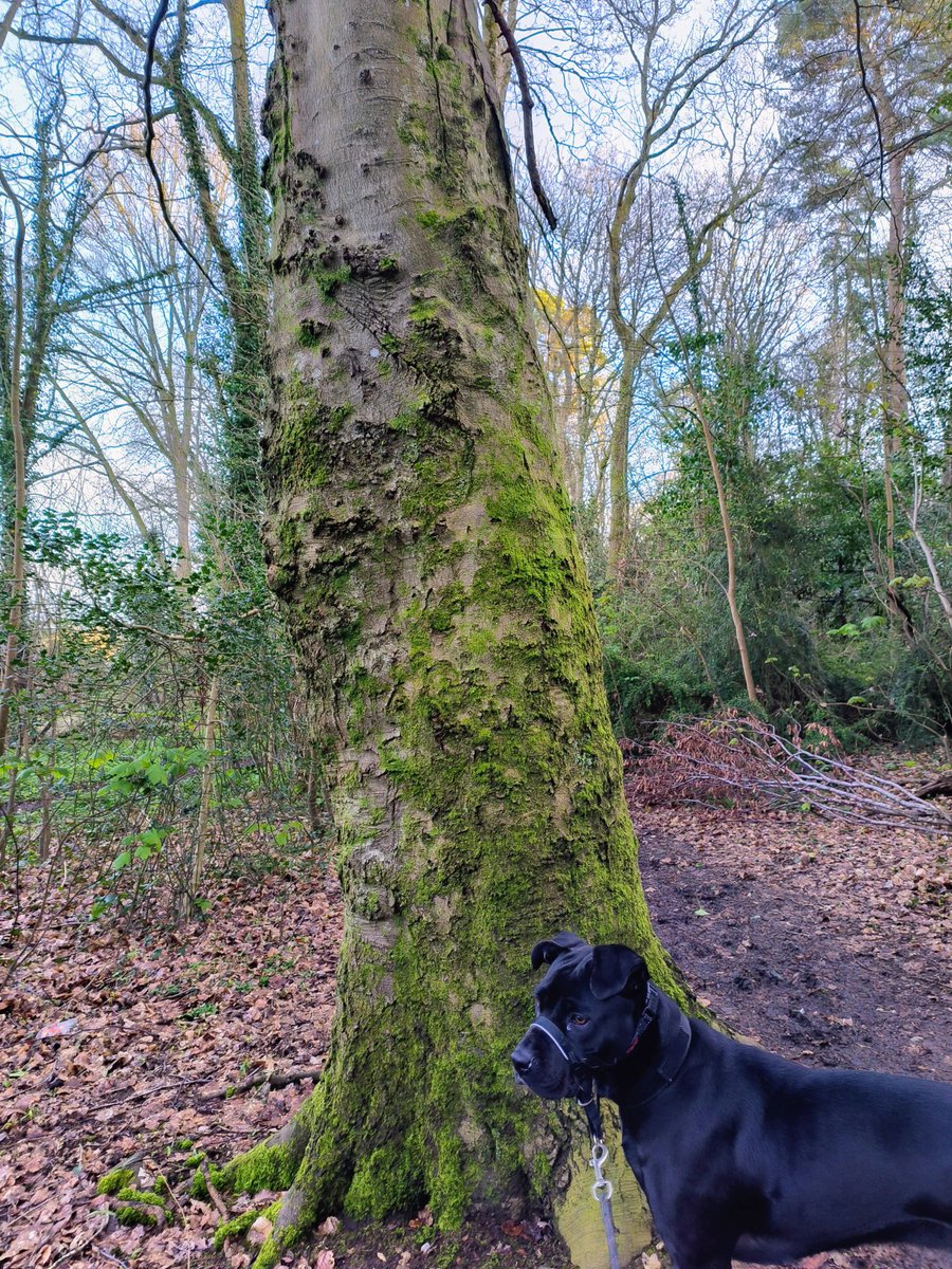 LadyGrace27's tweet image. Through twilight woods, every footstep hums with magic...🌙🌲

#FridayThe13th #FridayFeeling #woods #walks #NatureBeauty #naturelover #Twilight
