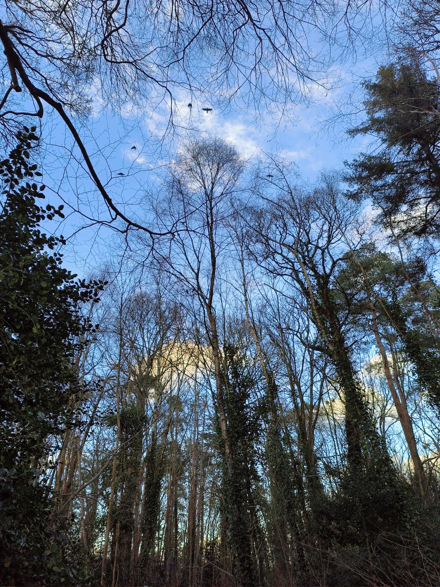 LadyGrace27's tweet image. Through twilight woods, every footstep hums with magic...🌙🌲

#FridayThe13th #FridayFeeling #woods #walks #NatureBeauty #naturelover #Twilight