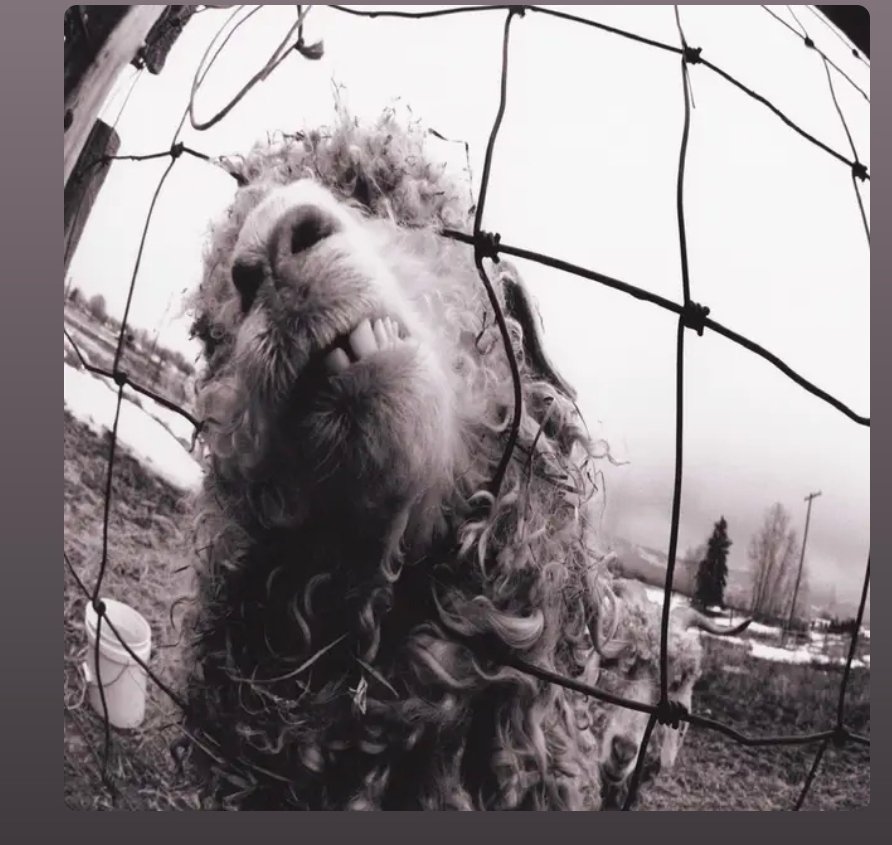 petersturgeon's tweet photo. @20th_Centurygal V's pearl jam a dam fine listening experience https://t.co/h4FRSpcOP1