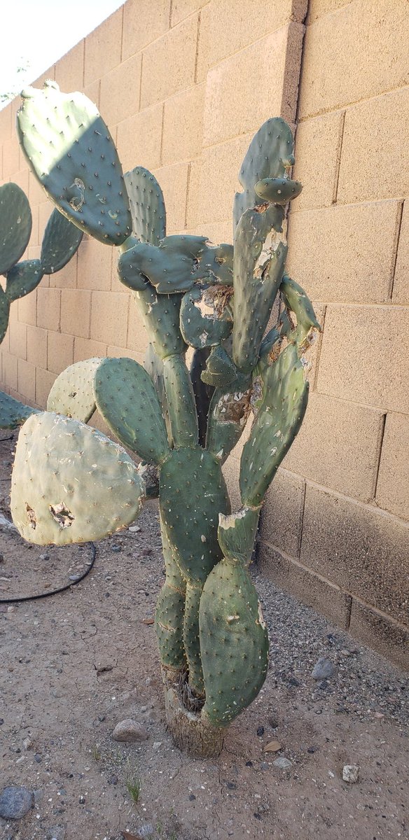 Brian Alston tweet media