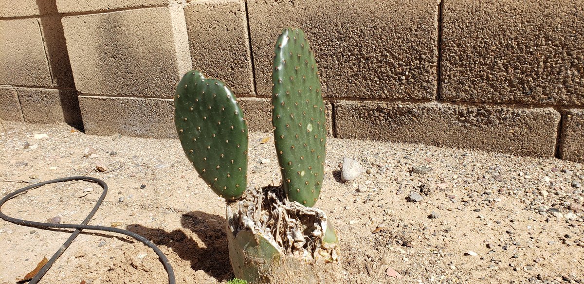 Brian Alston tweet media