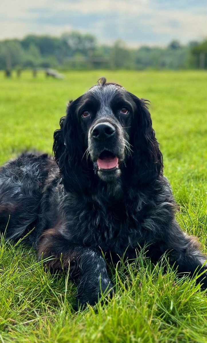 JaneElvin5's tweet photo. It's my gorgeous boy's 7th birthday today. His name is Barkley and he is a Blue Picardy Spaniel.  Isn't he handsome!! 💙#Spaniel #dogsof https://t.co/HUH4GNHGNG