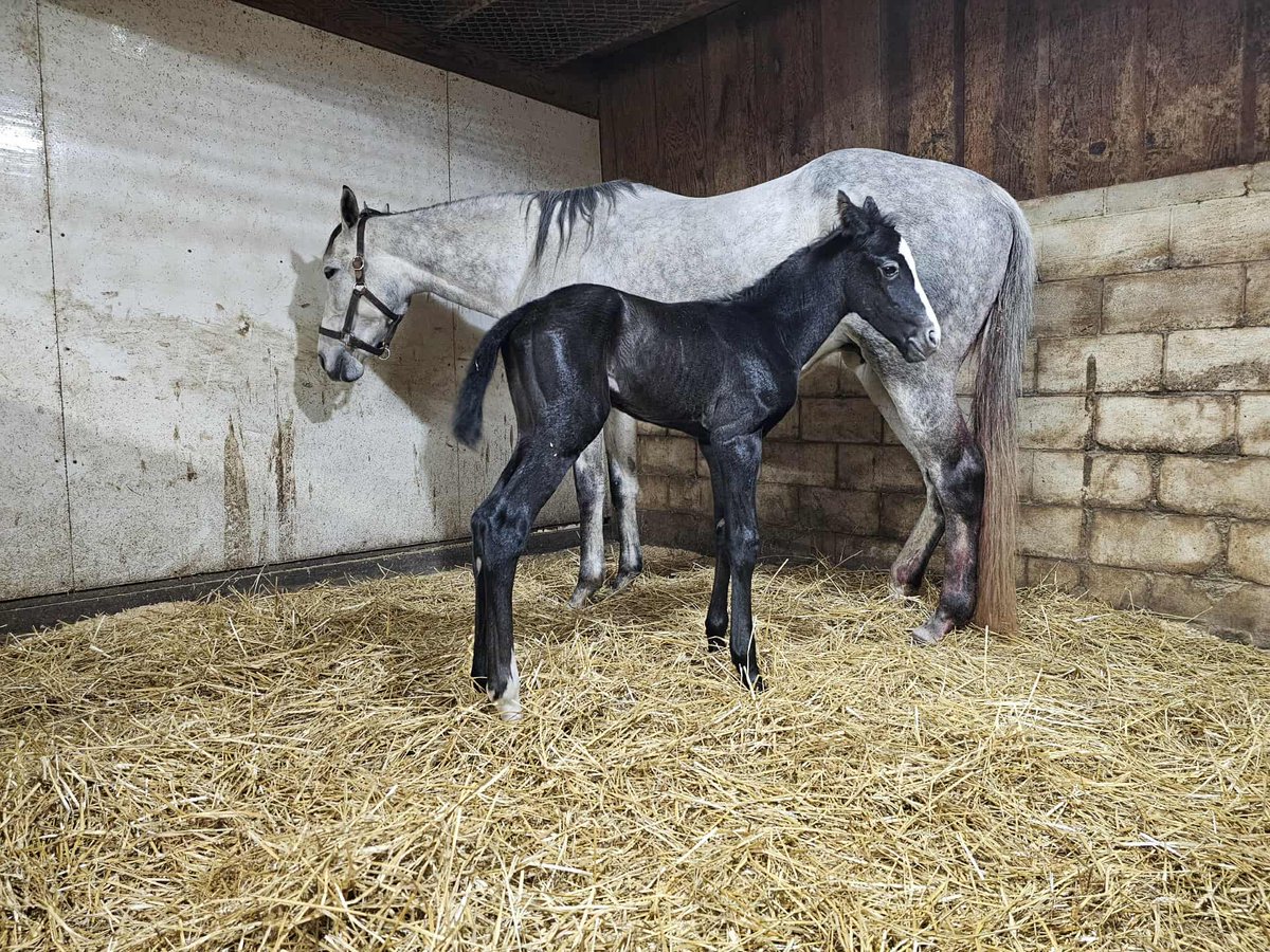 MichelePesulaKuegler tweet media