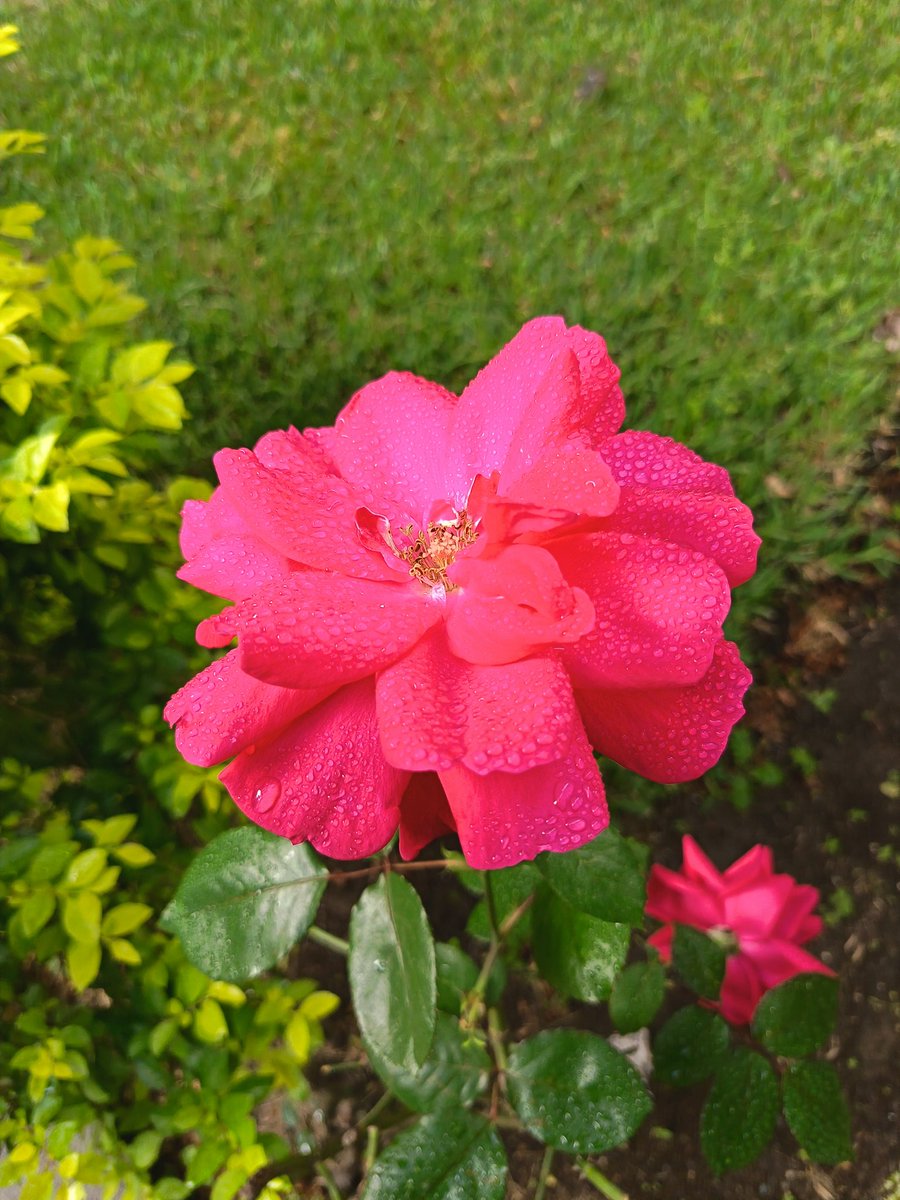 Me vine a contemplar una flor porque quizá la flor también querría contemplarme.