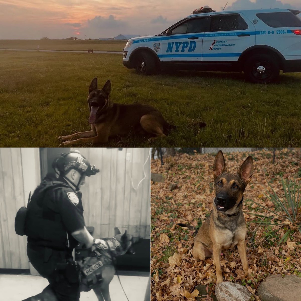 LoveK9Louie's tweet photo. Retired K9 Coughlin lost his battle with cancer. K9 Coughlin was named after Sgt John Coughlin who was killed in the September 11, 2001, terrorist attacks. K9 handler PO Harris (retired) is the son in law of Sgt Coughlin.
EOW 3/9/2026
Handler: Retired PO Harris 💙 😔 https://t.co/v3ljl9STbE