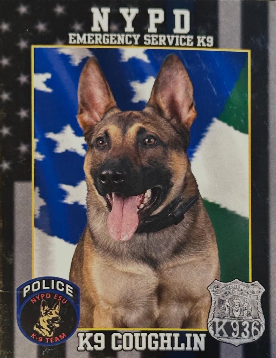 LoveK9Louie's tweet photo. Retired K9 Coughlin lost his battle with cancer. K9 Coughlin was named after Sgt John Coughlin who was killed in the September 11, 2001, terrorist attacks. K9 handler PO Harris (retired) is the son in law of Sgt Coughlin.
EOW 3/9/2026
Handler: Retired PO Harris 💙 😔 https://t.co/v3ljl9STbE