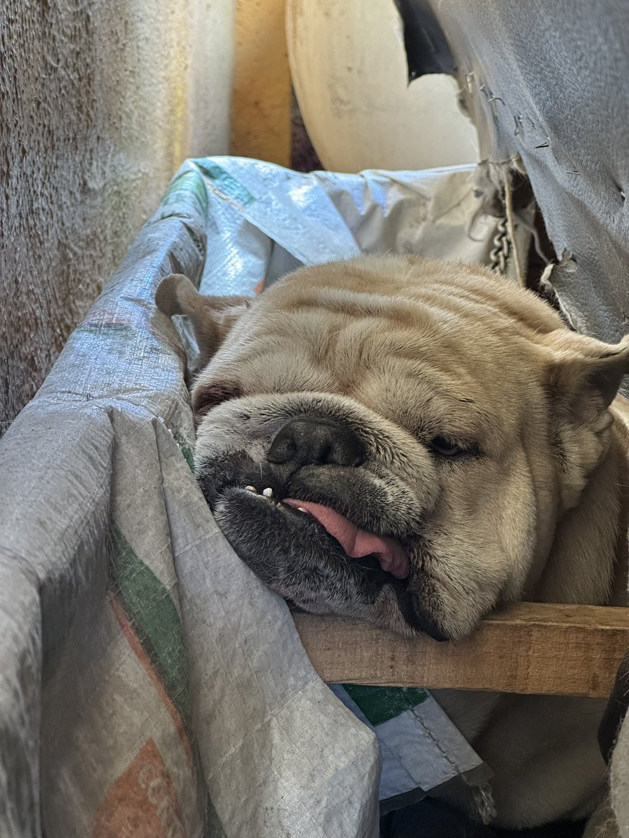 「𝐁𝐢𝐠 𝐁𝐨𝐬𝐬」 tweet media