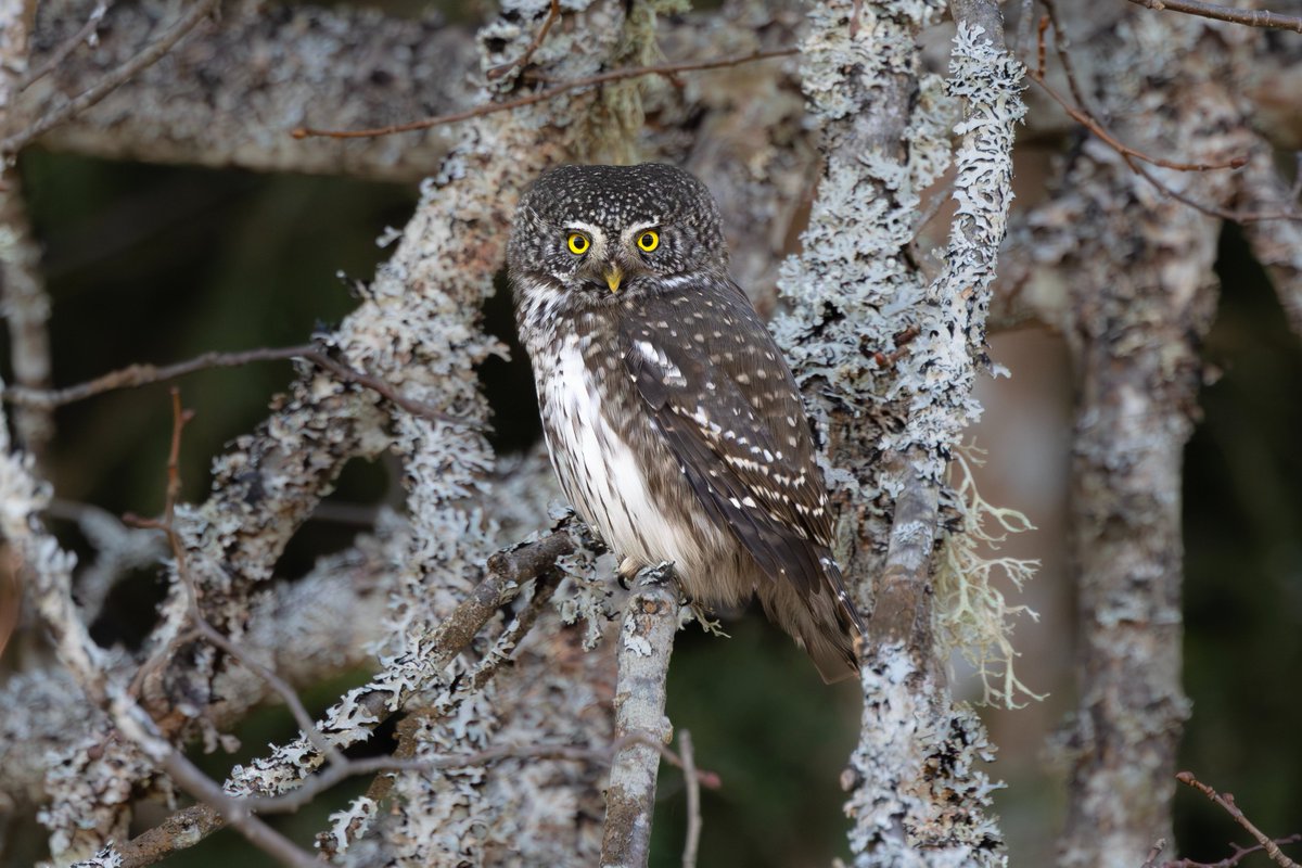 Toby Carter tweet media