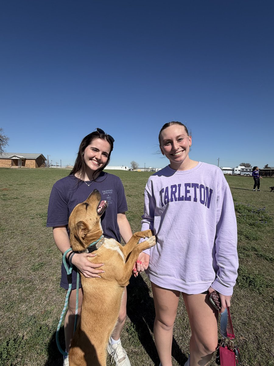Tarleton State Volleyball tweet media