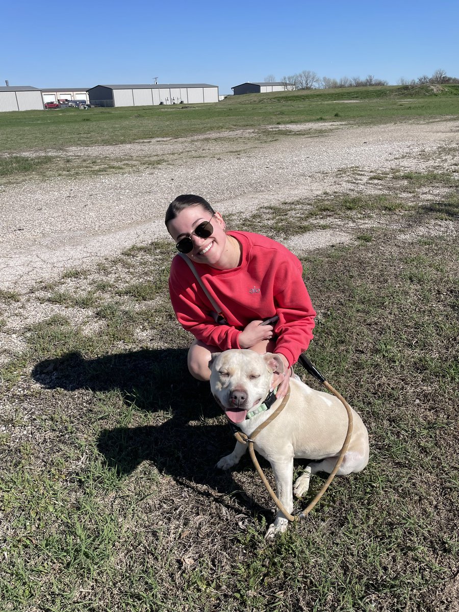 Tarleton State Volleyball tweet media