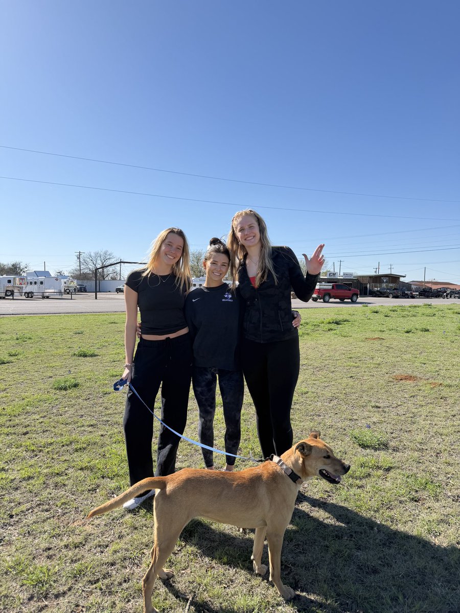 Tarleton State Volleyball tweet media
