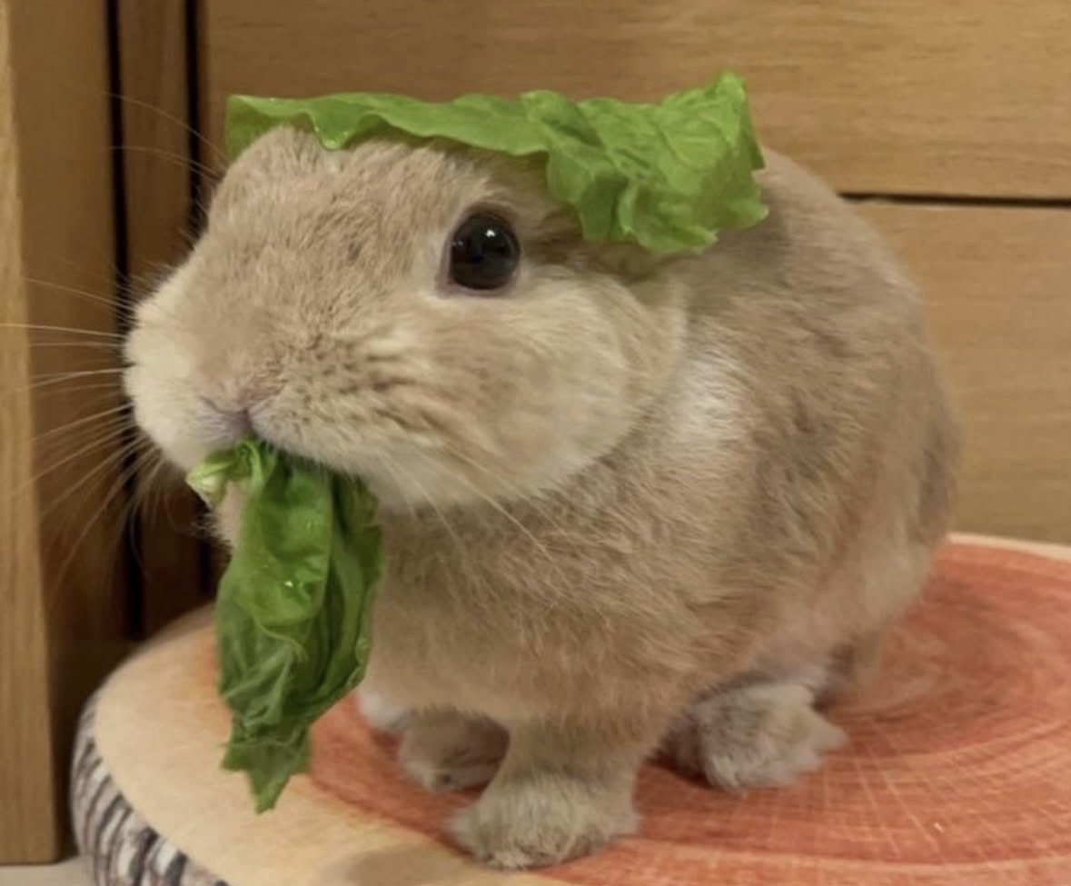 BELLIE! COMMS OPEN!!! tweet media