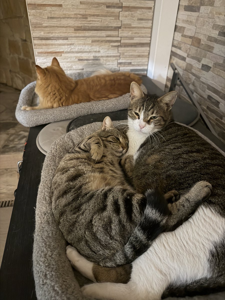 Anber 🇺🇦 tweet media