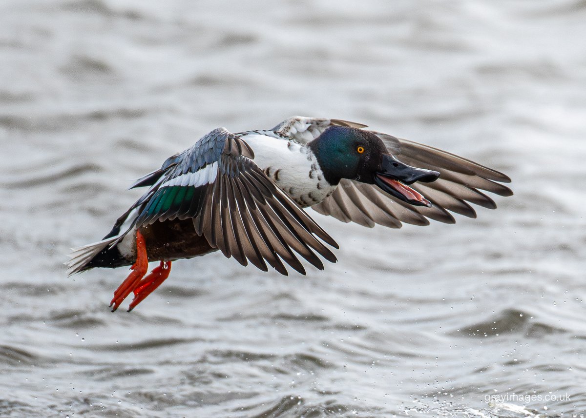 Sean Gray tweet media