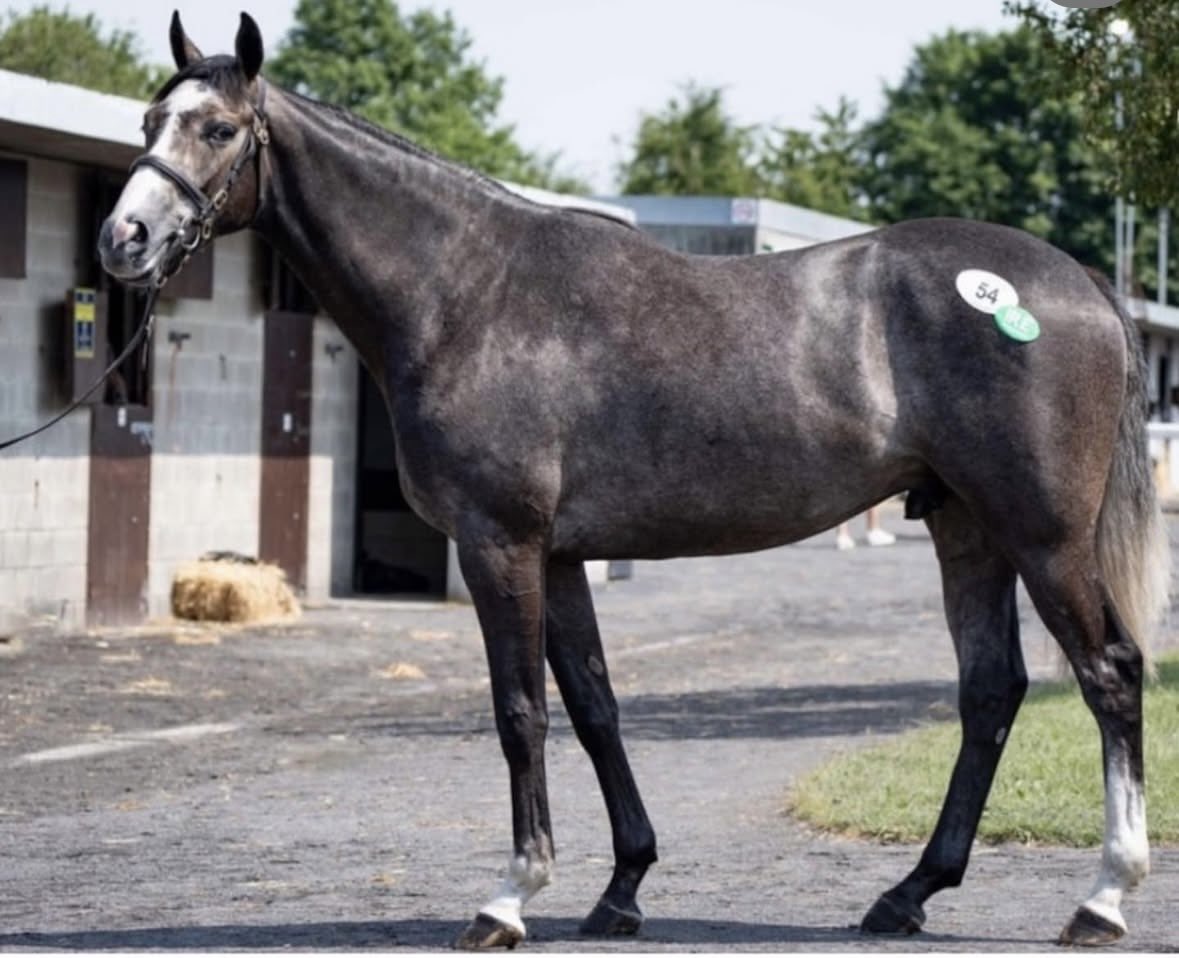 BallytrasnaFarm's tweet photo. Grade 1 glory for Ballytrasna graduate Johnny’s Jury in the Albert Bartlett. Bought as a foal for Mrs Fiona Magee and sold at the Goffs arkle sale. Congratulations to all connections✨🥂 https://t.co/J9rb2uNPCj