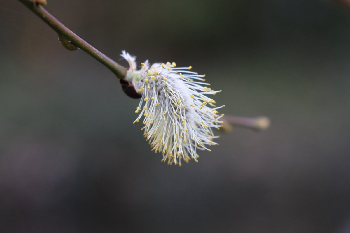 Jupiter_Hadley's tweet image. Little evening walk! #photography #nature #walk