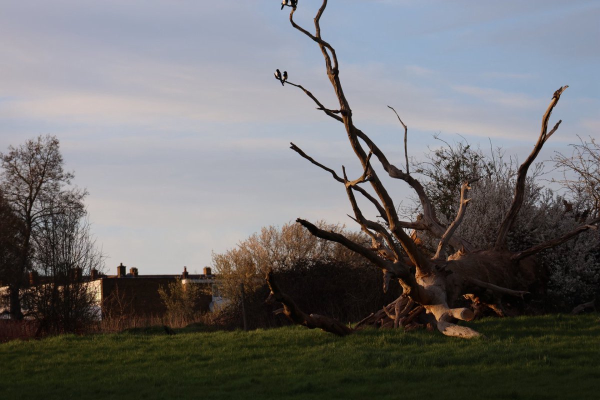 Jupiter_Hadley's tweet image. Little evening walk! #photography #nature #walk