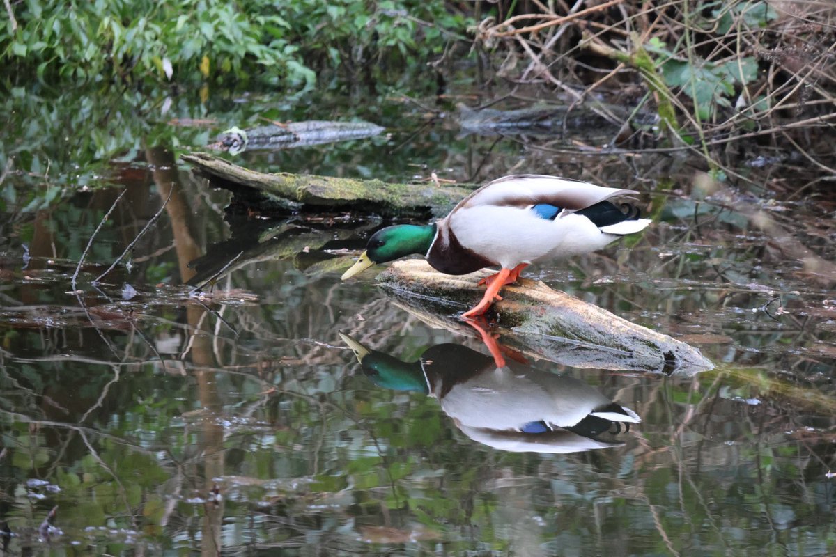 Jupiter_Hadley's tweet image. Little evening walk! #photography #nature #walk