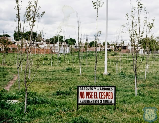 (1/4) Árboles dle  Parque Juárez recien  plantados hace casi 50 años,  convirtiendo el abandonado cauce del rio San Francisco en un nuevo pulmón para la Ciudad.

Foto: El Sol de Puebla
Marzo 1979