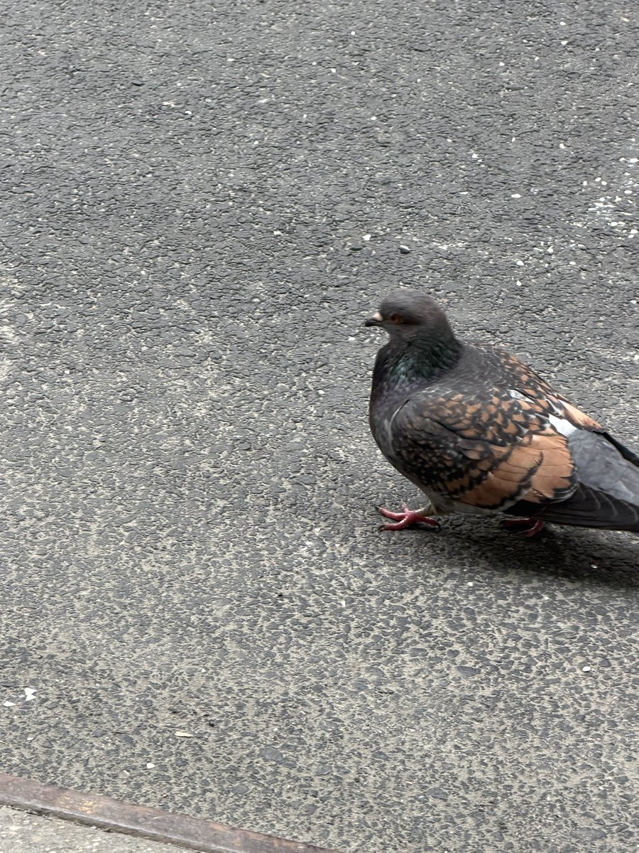 james and the giant onion tweet media