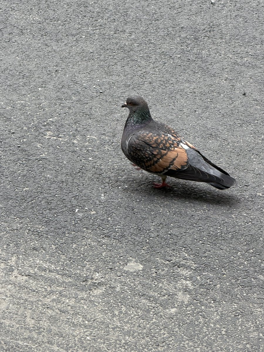 james and the giant onion tweet media