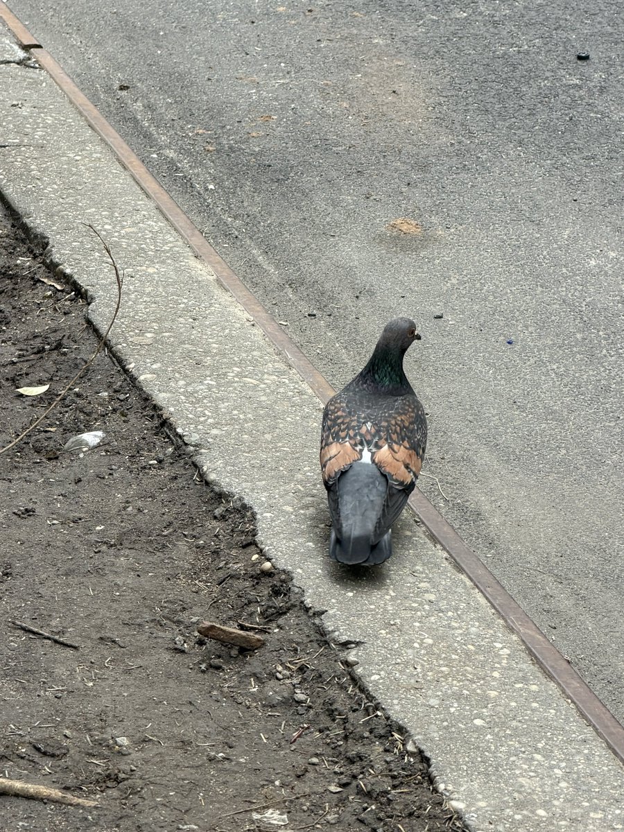 james and the giant onion tweet media