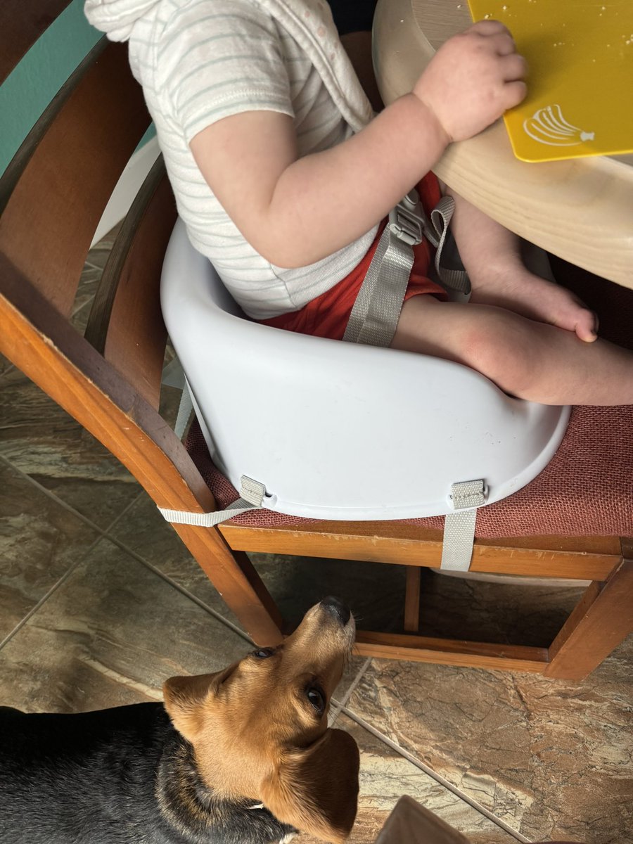 Piper 🌈 and Pumpkin 🐾 tweet media