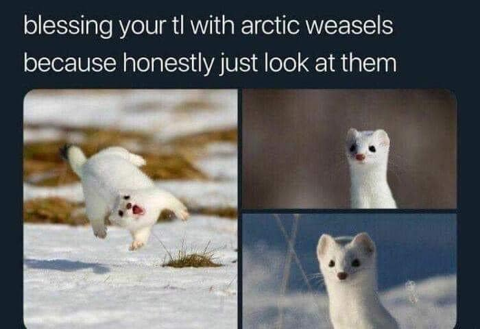 WholesomeMemes tweet media