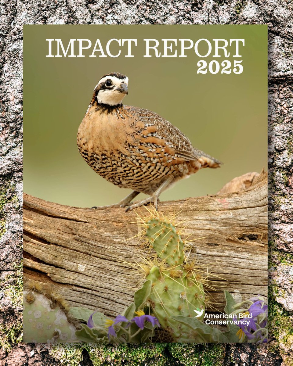 American Bird Conservancy tweet media