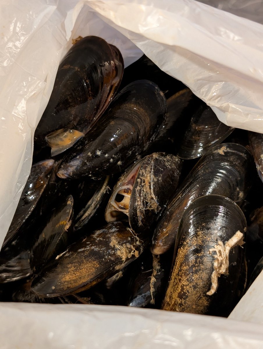 Thegingerwig tweet media