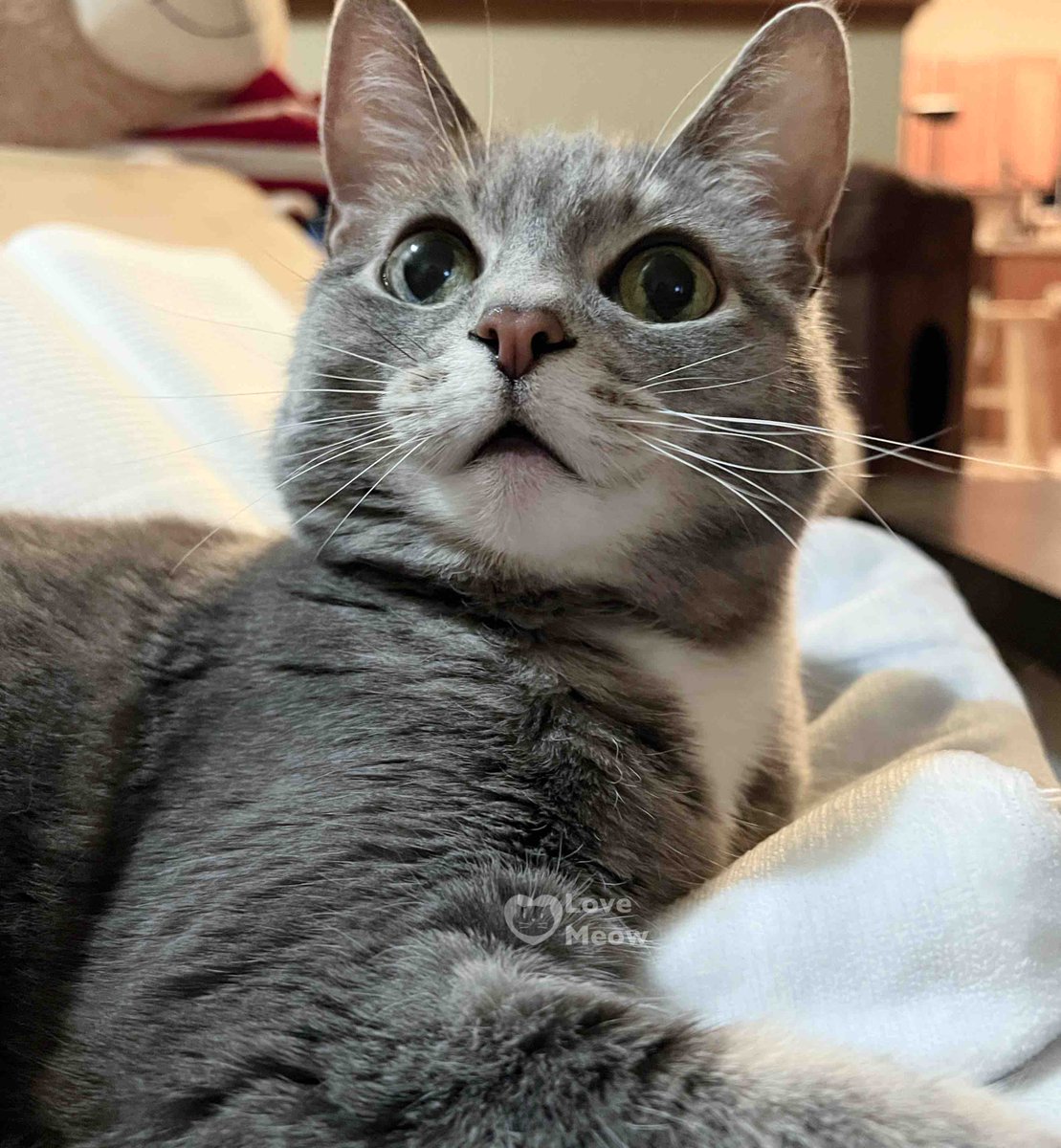 Love Meow tweet media