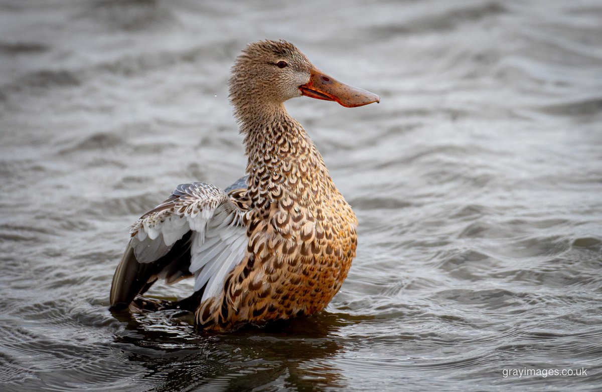 Sean Gray tweet media