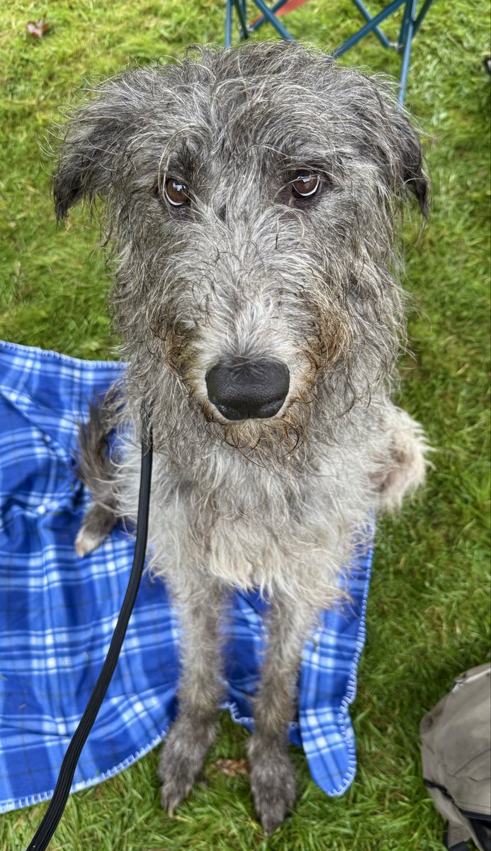 𝐑𝐡𝐨𝐝𝐫𝐲 𝐭𝐡𝐞 𝐒𝐜𝐨𝐭𝐭𝐢𝐬𝐡 🐺🎩🐾🌈💔 tweet media