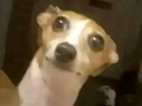 Mom: Did you forget to warm the food?it looks spoilt

Big sis: Sorry ma,I forgot to warm it this morning.

Mom: this girl , you're too careless,okay just warm it up and give Lucky

Lucky: