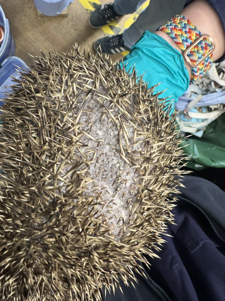 ⚠️Strimmer Injury Alert⚠️

We have 3 hedgehogs in care with strimmer injuries, and 5 already admitted this year. 

🌿Before strimming:
• Check long grass &amp; borders
• Strim slowly &amp; carefully
• Move leaf &amp; grass piles gently

A quick check could save a life.