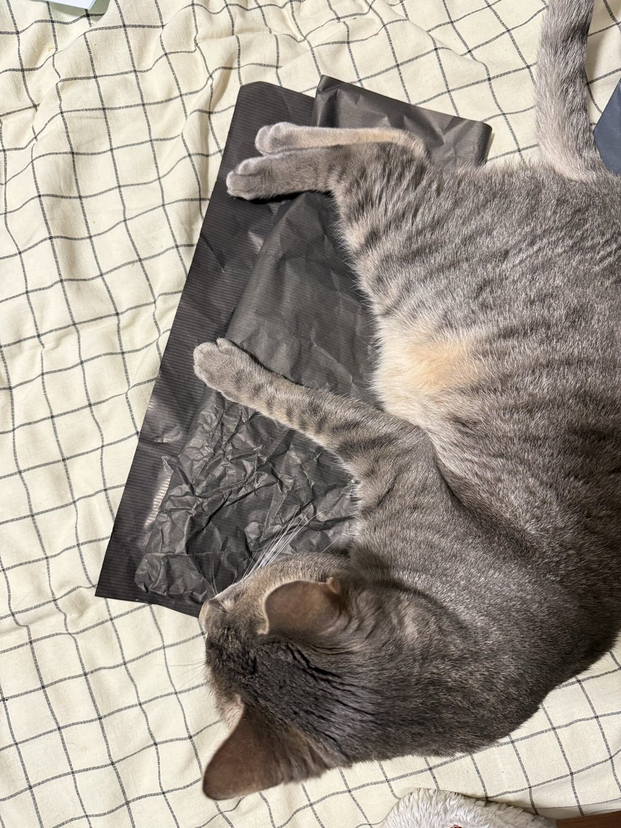 Mimi ⋆˚𝜗𝜚˚⋆ tweet media