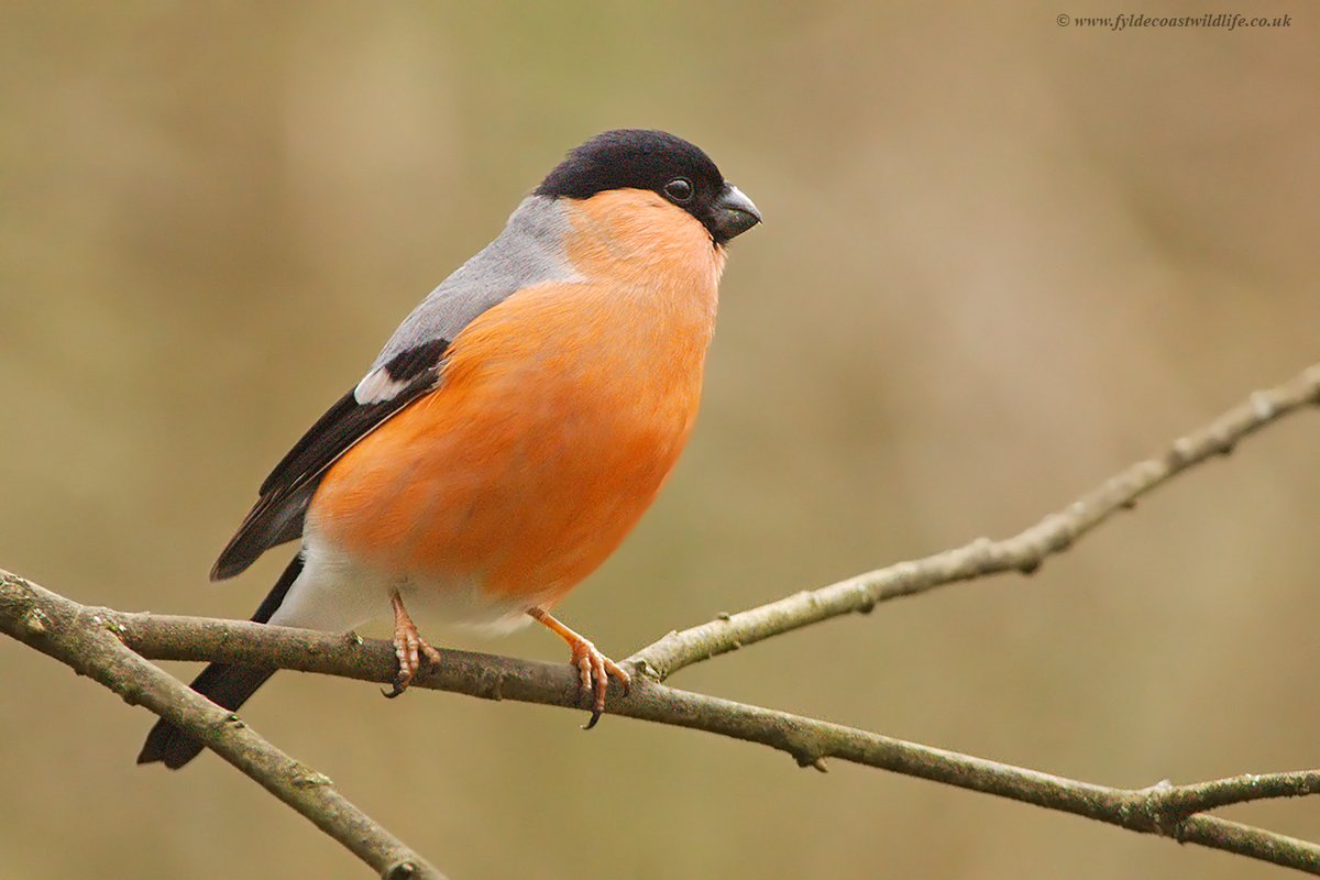 Bullfinch [Pyrrhula pyrrhula]photographed today at a sometimes sunny, mostly gloomy, always muddy &amp; eventually hailstoney <a href="/penningtonflash/">Pennington Flash</a>. In the top company of <a href="/DaveyManMcG/">DaveyManMcG</a> <a href="/IanHadwin3/">Ian Hadwin</a> <a href="/HesitantWeasel/">Anthony Brandreth</a> et al