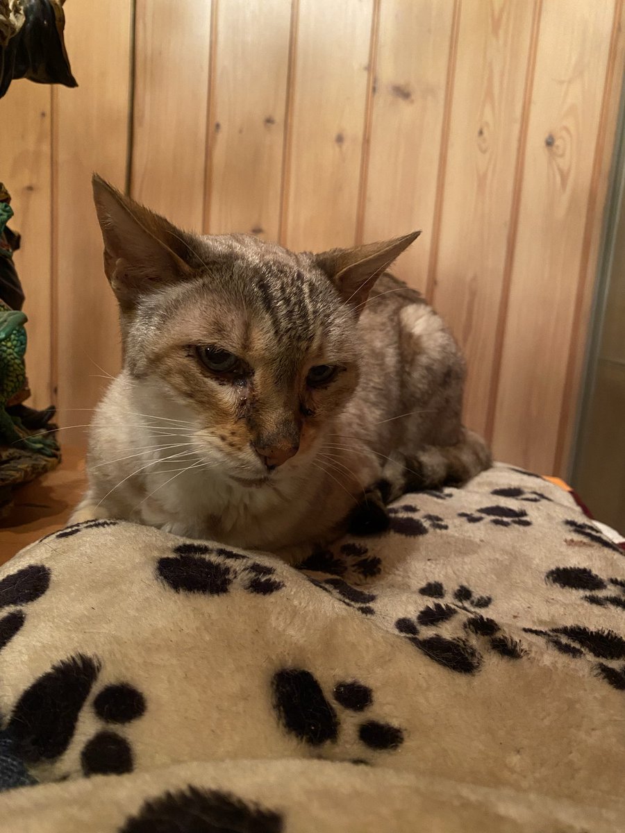 Tweety in Wonderland 🇺🇦🇨🇭NAFO 🇬🇪🇮🇱🇨🇦🇬🇱 tweet media