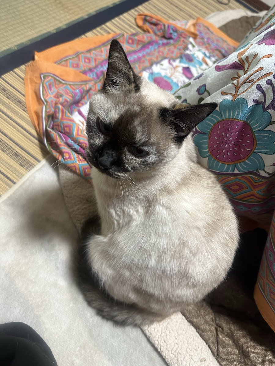 t_p_1222's tweet photo. おはようの猫 https://t.co/MyFpfcbPMC