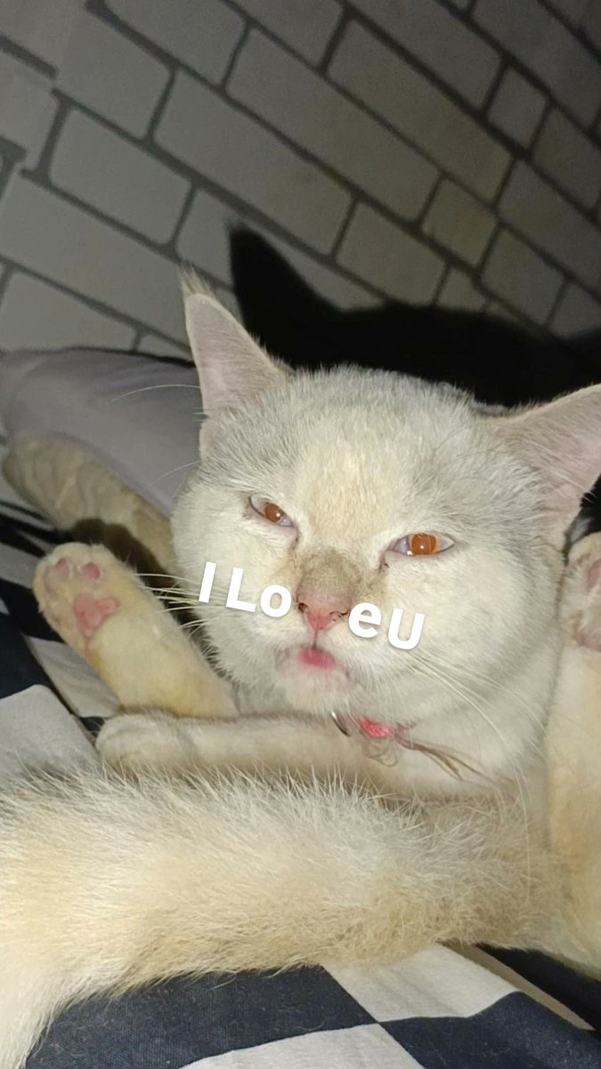 Howdy Zerk tweet media