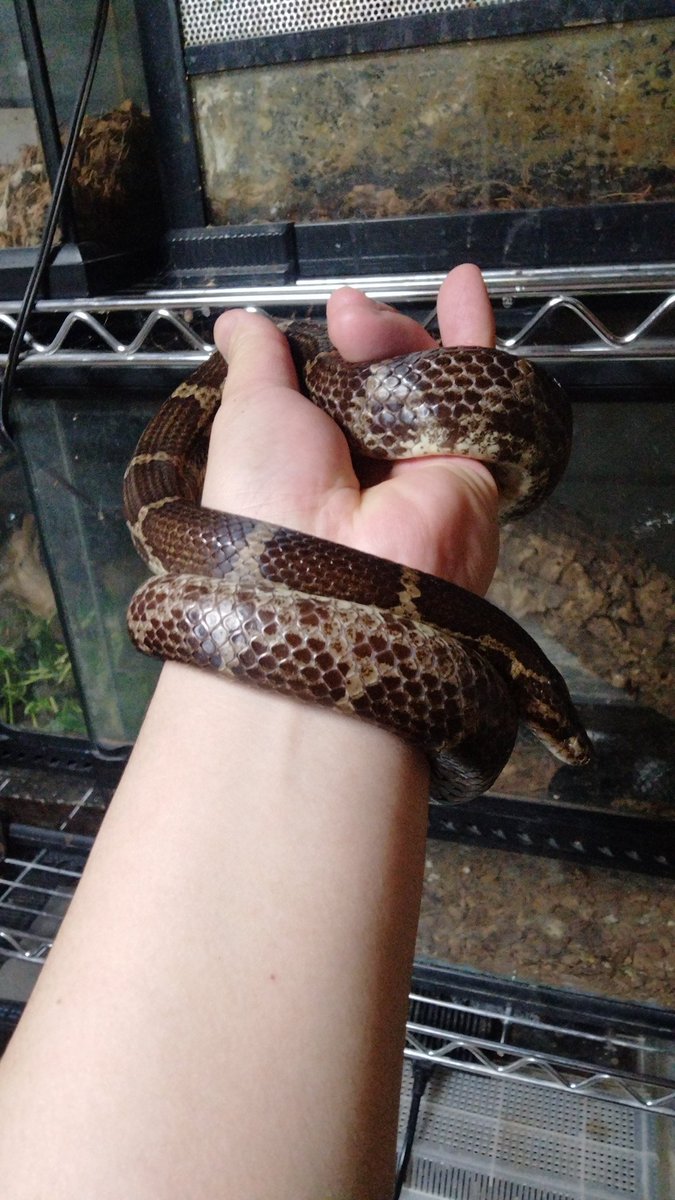 ダイスケ　生き物アカ tweet media