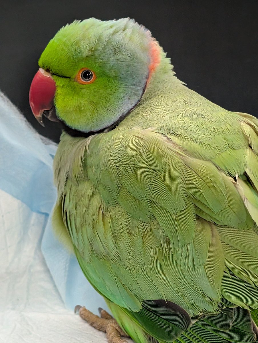 𝕃𝕚𝕫𝕒𝕣𝕕 𝔹𝕒𝕓𝕪 🦎🌚 tweet media