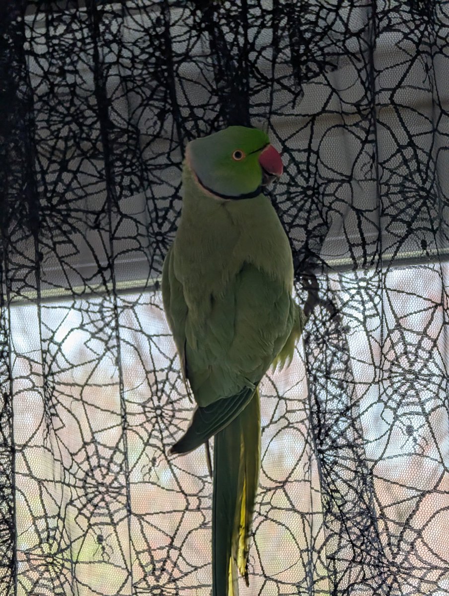 𝕃𝕚𝕫𝕒𝕣𝕕 𝔹𝕒𝕓𝕪 🦎🌚 tweet media