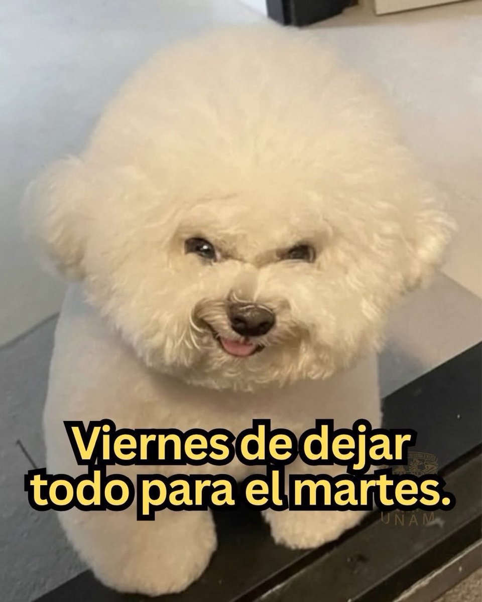 El Guarromántico tweet media