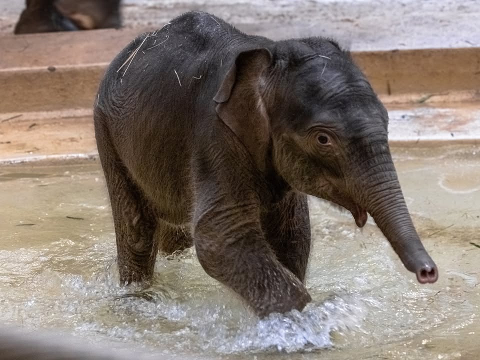 NationalZoo's tweet photo. 🌎🐘 Let's get ready to rumble, trumpet + stomp: our little elephant, Linh Mai, will make her GIANT debut this Earth Day, April 22, at the Zoo and on the 🎥 Elephant Cam! Zoo members are invited to an exclusive viewing April 15 to 19. LEARN MORE: https://t.co/aWeNOAAFbf. https://t.co/KgmNjZgXTA