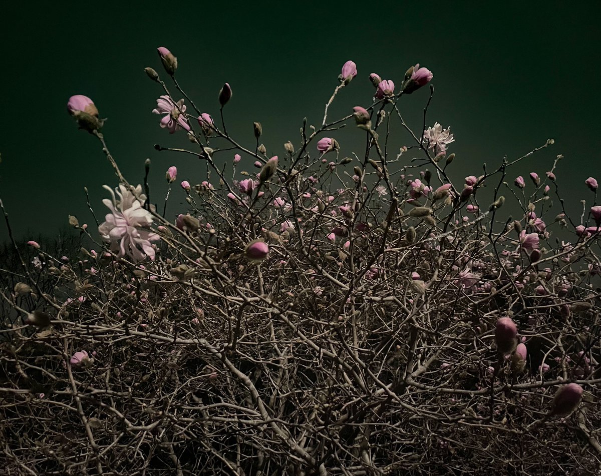 なんか良い感じの写真撮れた☺️🌸