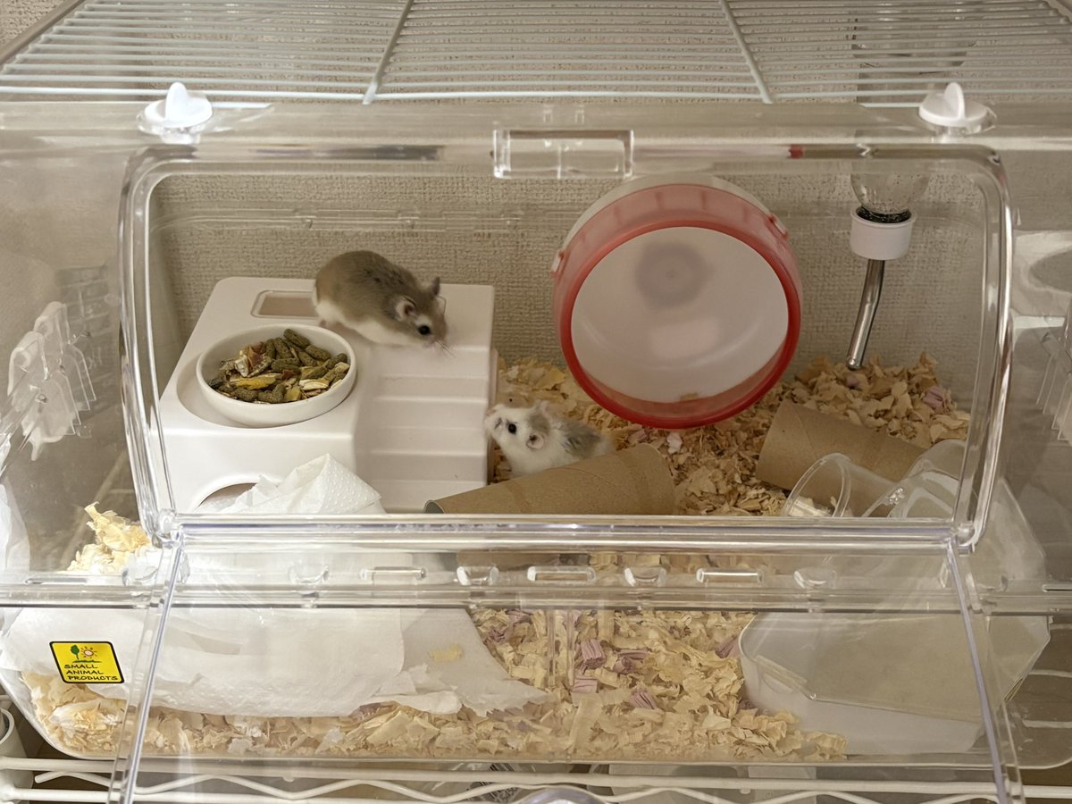 仲良さそうだし同居スタート🐹💕
床材と一緒に広いおうちにお引越し🏠