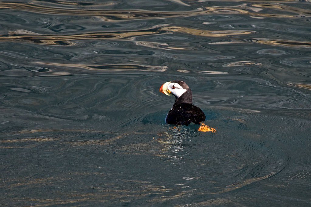 Puffins Daily tweet media