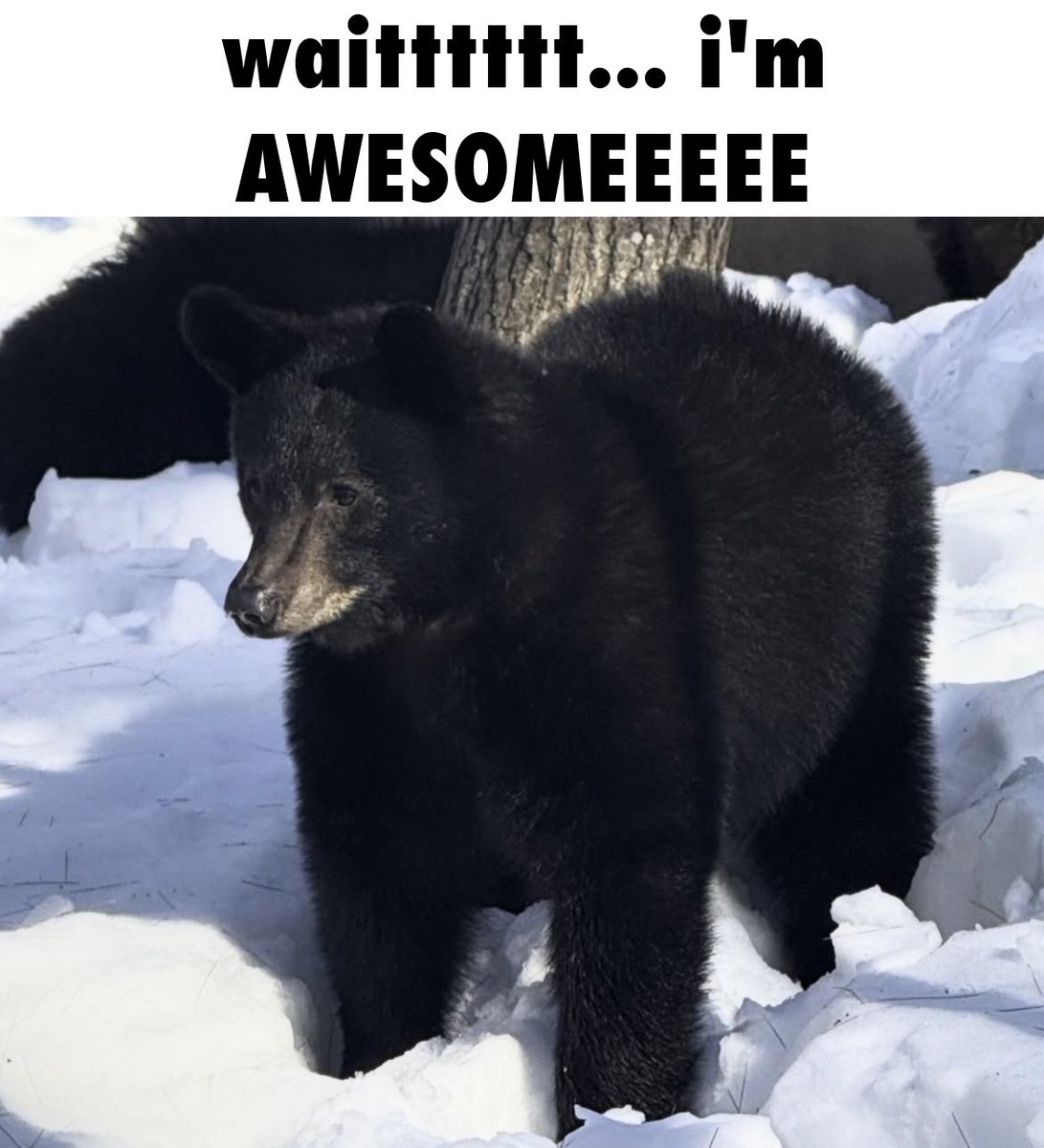 Eggroll 🐻❄️ tweet media