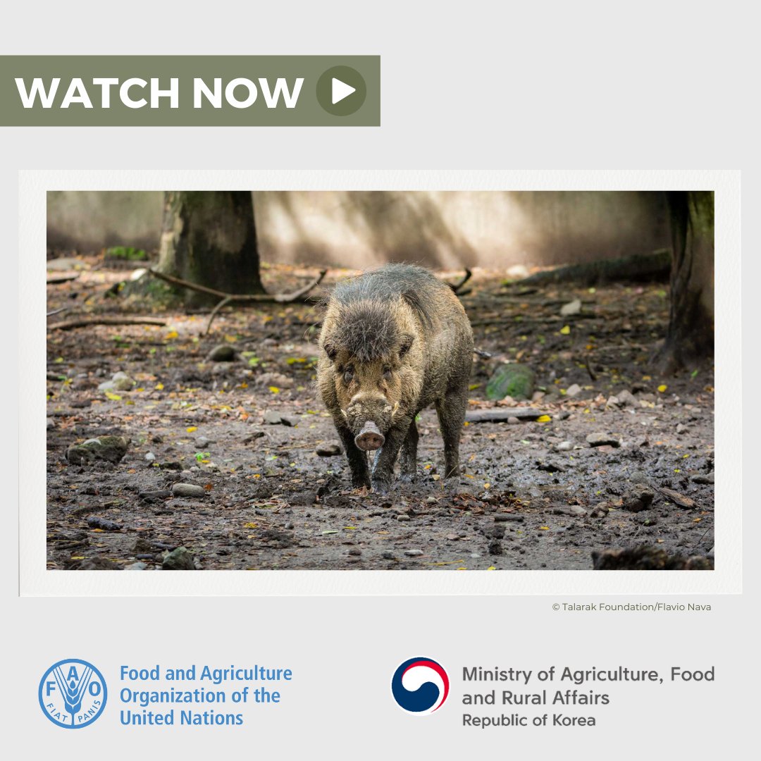 FAOLivestock's tweet image. African swine fever doesn't stop at farm fences; it threatens wild pigs and the vital ecosystems they sustain.

@FAO works with partners to raise awareness &amp;amp; strengthen biosecurity where farms &amp;amp; wildlife meet, helping prevent the spread of #ASF.

📽️ bit.ly/4qb7wXM